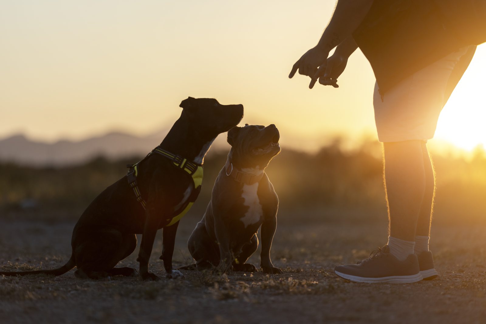 A trainer working with two rescued dogs