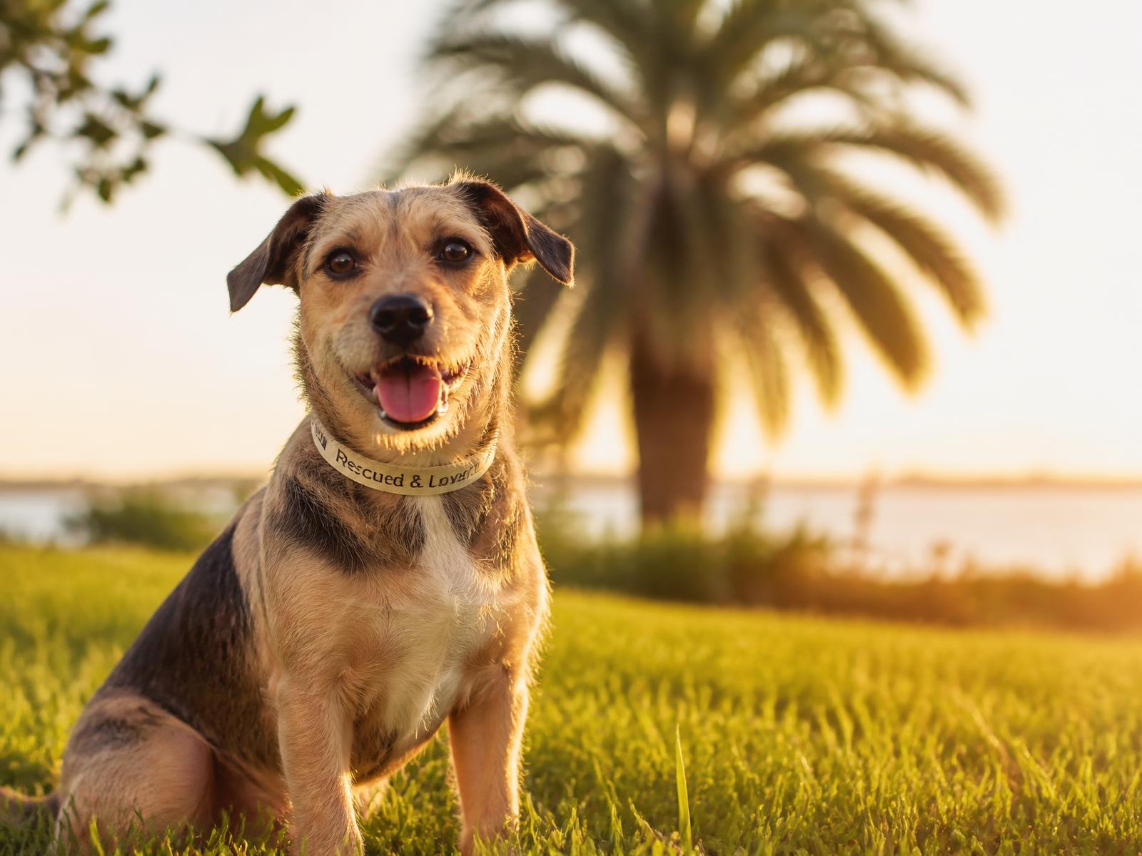 A rescued dog smiling in the grass at golden hour beneath a Florida palm tree