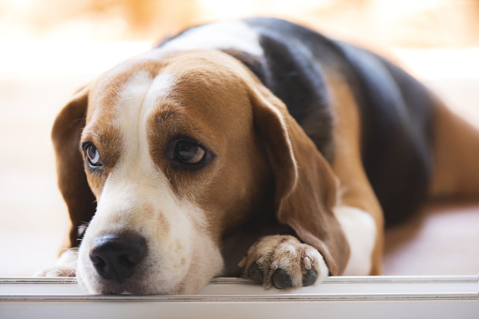 A beagle resting on the floor