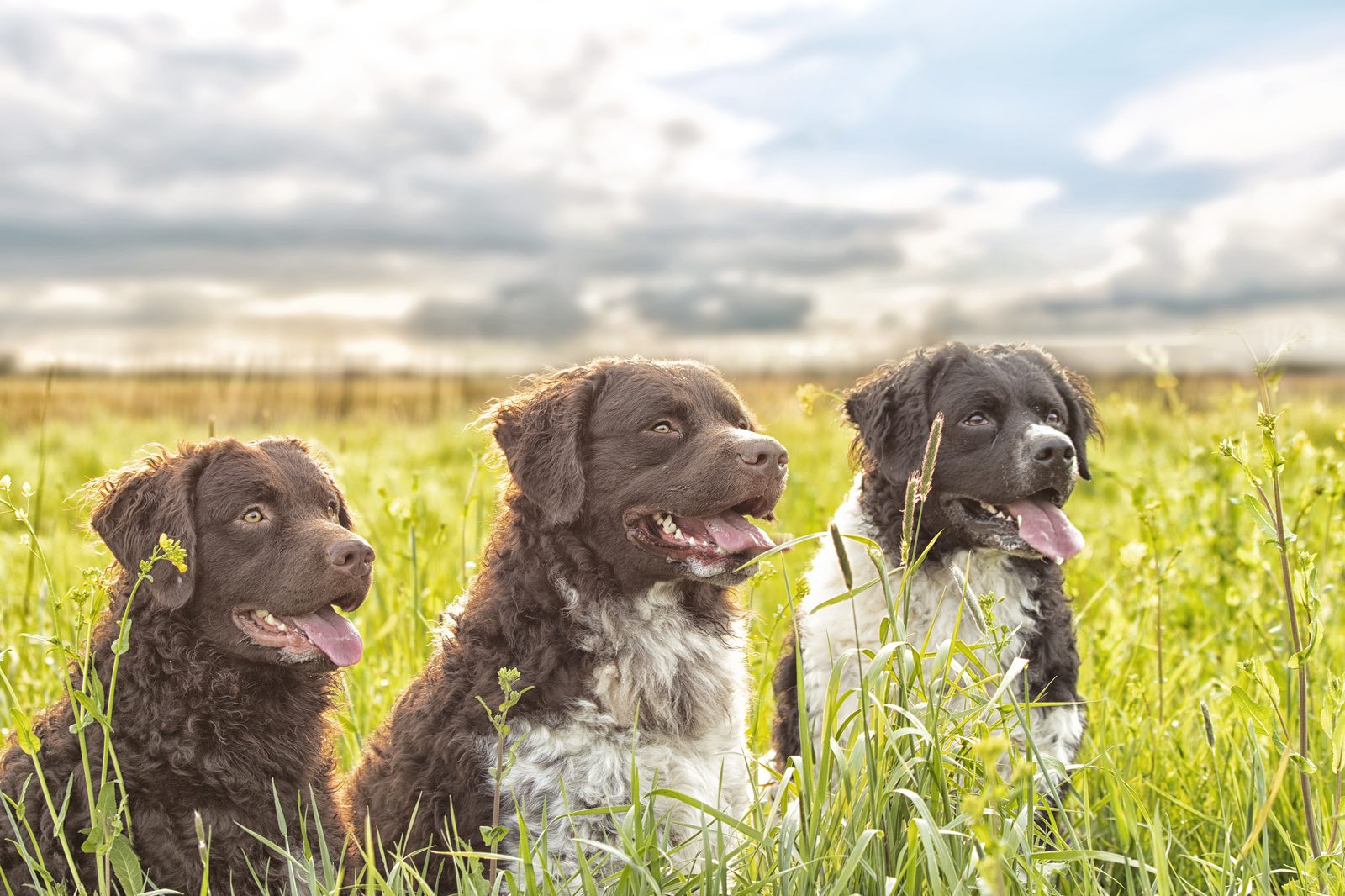 Three rescued dogs sitting together in a field